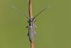Phytoecia nigricornis
